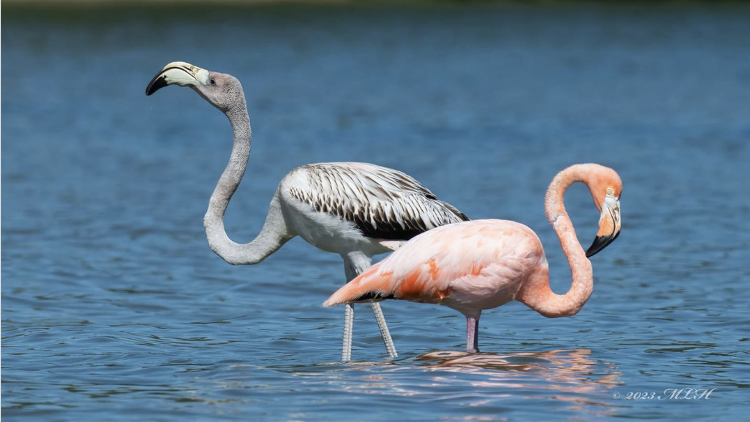Flamingos sighted at Caesar Creek State Park | WYSO